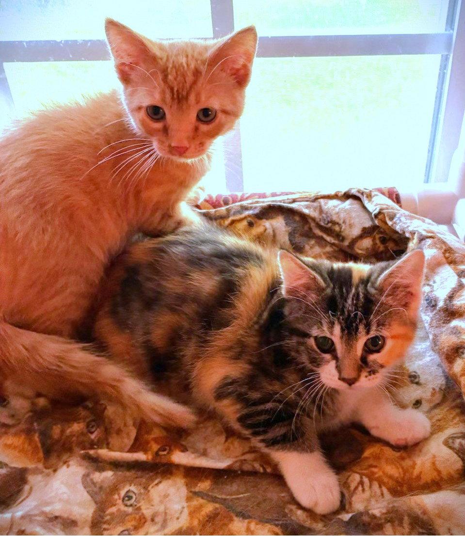 Wynnie and Wilson, a Adoptable Domestic Short Hair in Shawnee, KS image 3/3