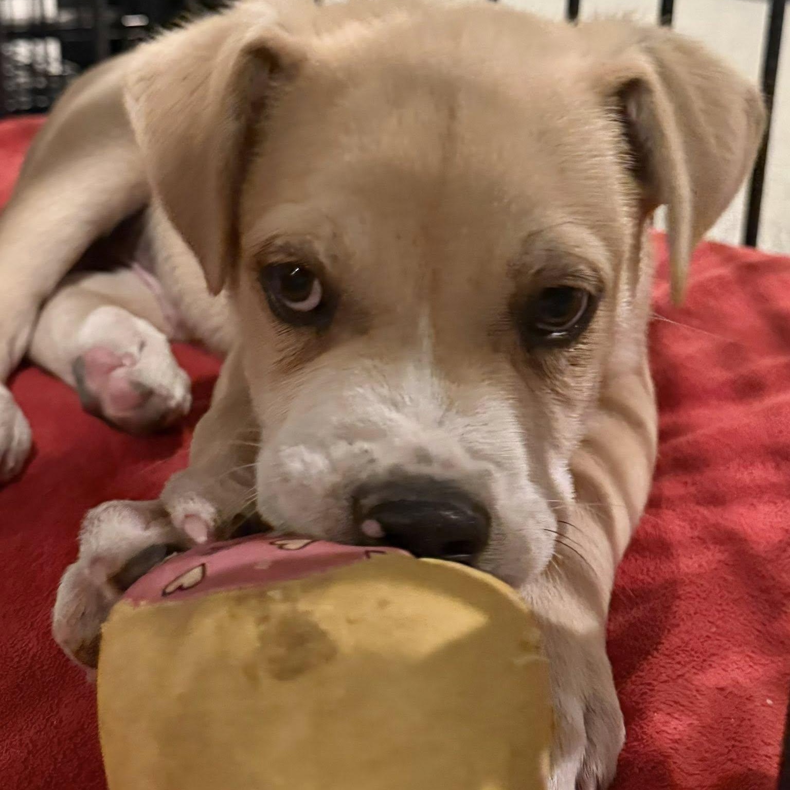 BANE, a ADOPTABLE mixed breed in Loveland, CO image 6/6