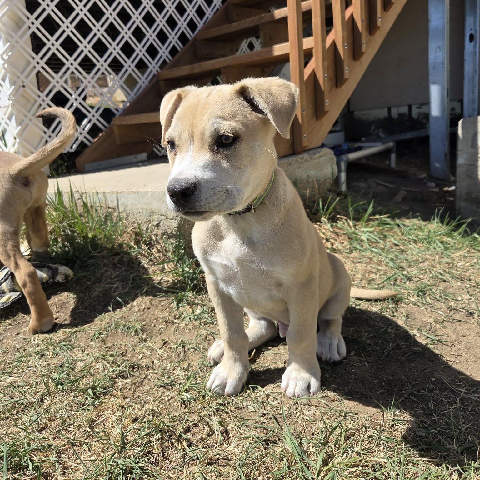 Enlarge BANE, an adoptable mixed breed in Loveland, CO image 6/6