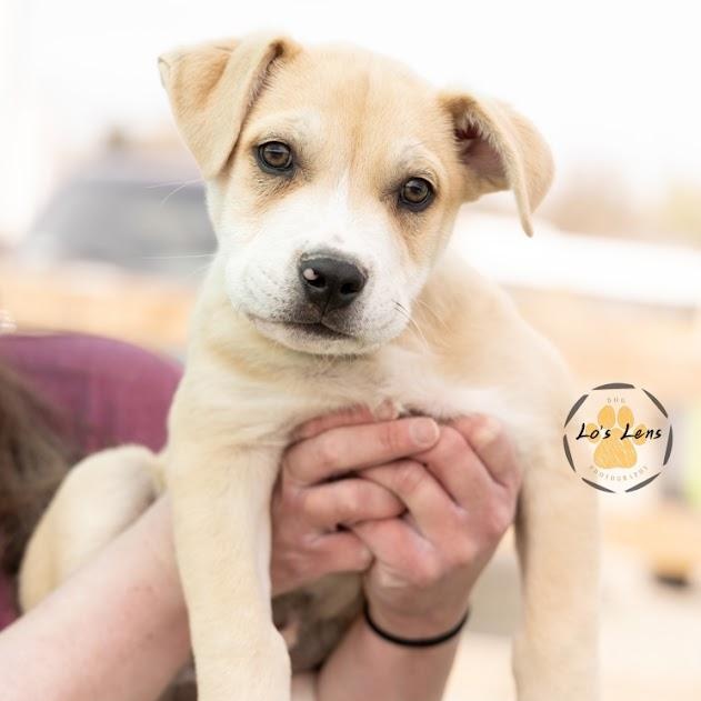 Enlarge BANE, an adoptable mixed breed in Loveland, CO image 1/6