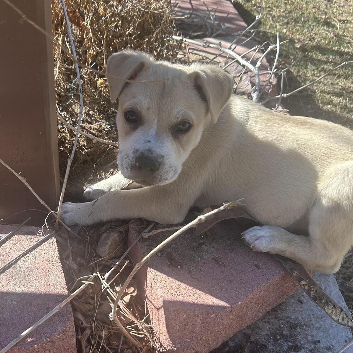 BANE, a ADOPTABLE mixed breed in Loveland, CO image 5/6