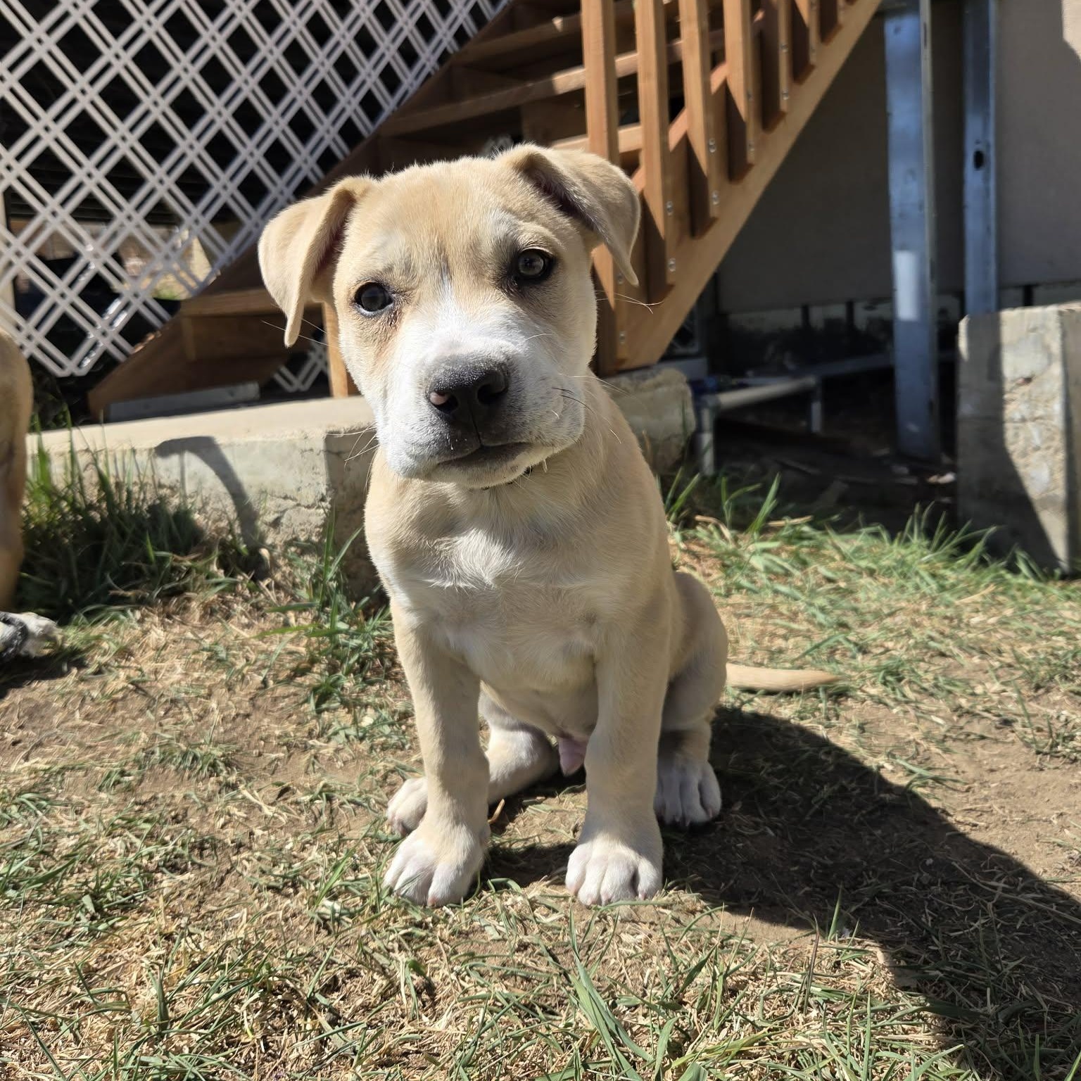 Enlarge BANE, an adoptable mixed breed in Loveland, CO image 2/6