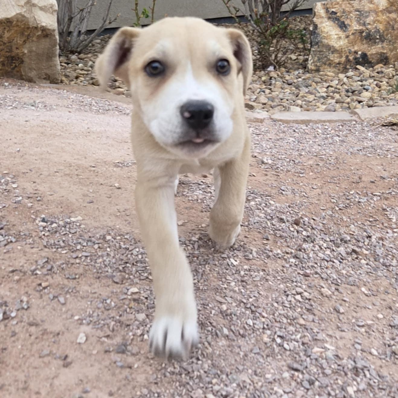 BANE, a ADOPTABLE mixed breed in Loveland, CO image 2/6