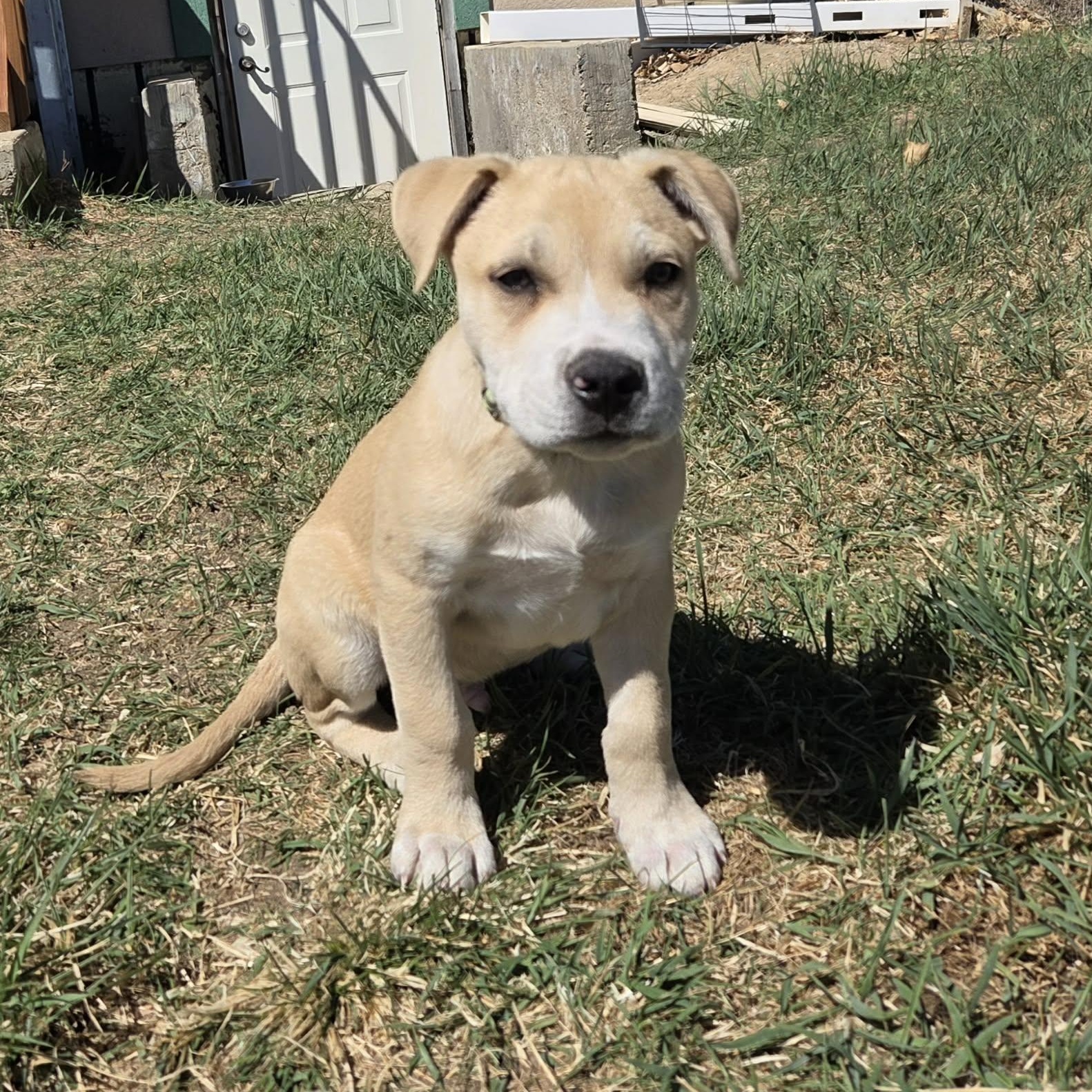 Enlarge BANE, an adoptable mixed breed in Loveland, CO image 5/6