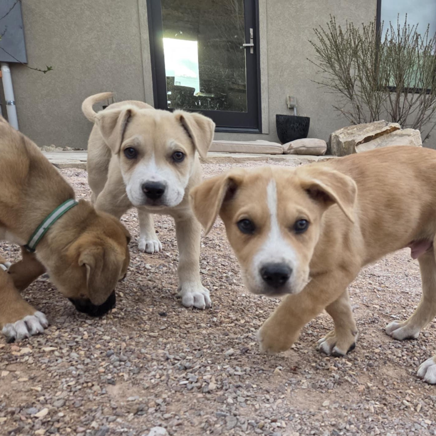 BANE, a ADOPTABLE mixed breed in Loveland, CO image 3/6