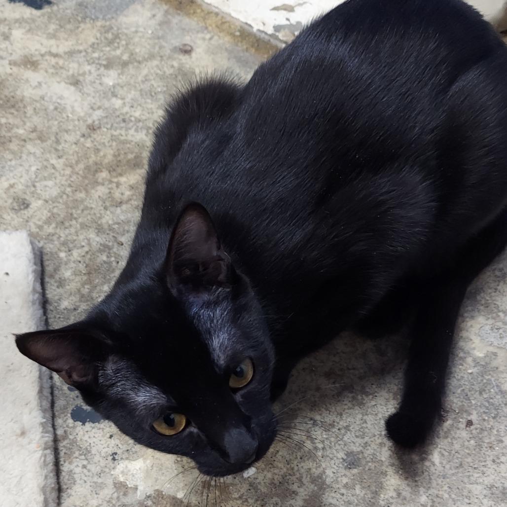 Cowbell — thumbnail 2