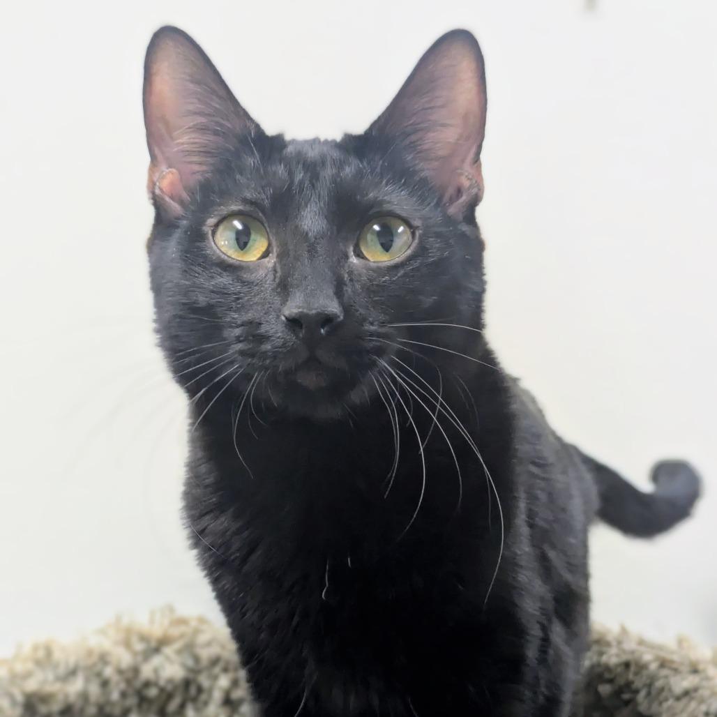 Cowbell — thumbnail 3