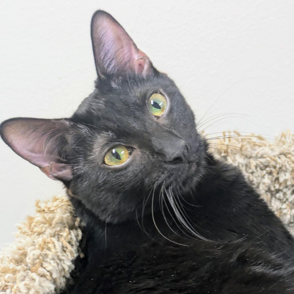 Cowbell — thumbnail 4