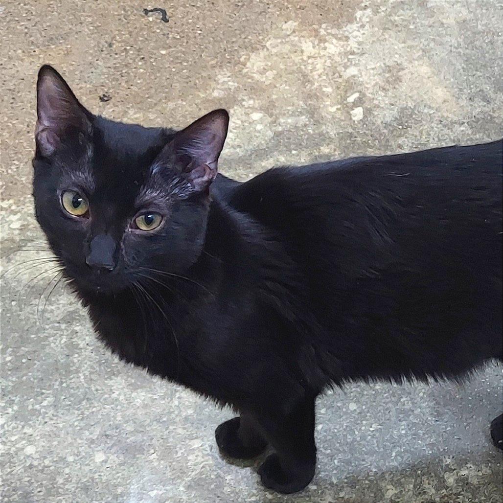 Cowbell — thumbnail 5