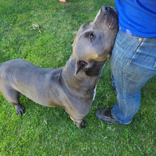 Enlarge Keeper, a Adoptable mixed breed in Lathrop, CA image 2/6