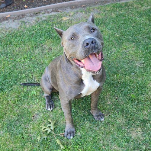 Enlarge Keeper, a Adoptable mixed breed in Lathrop, CA image 3/6