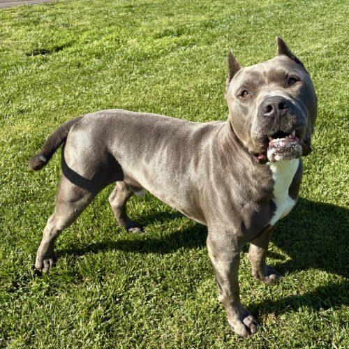 Enlarge Keeper, a Adoptable mixed breed in Lathrop, CA image 4/6