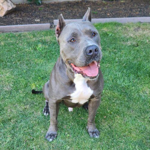Enlarge Keeper, a Adoptable mixed breed in Lathrop, CA image 5/6