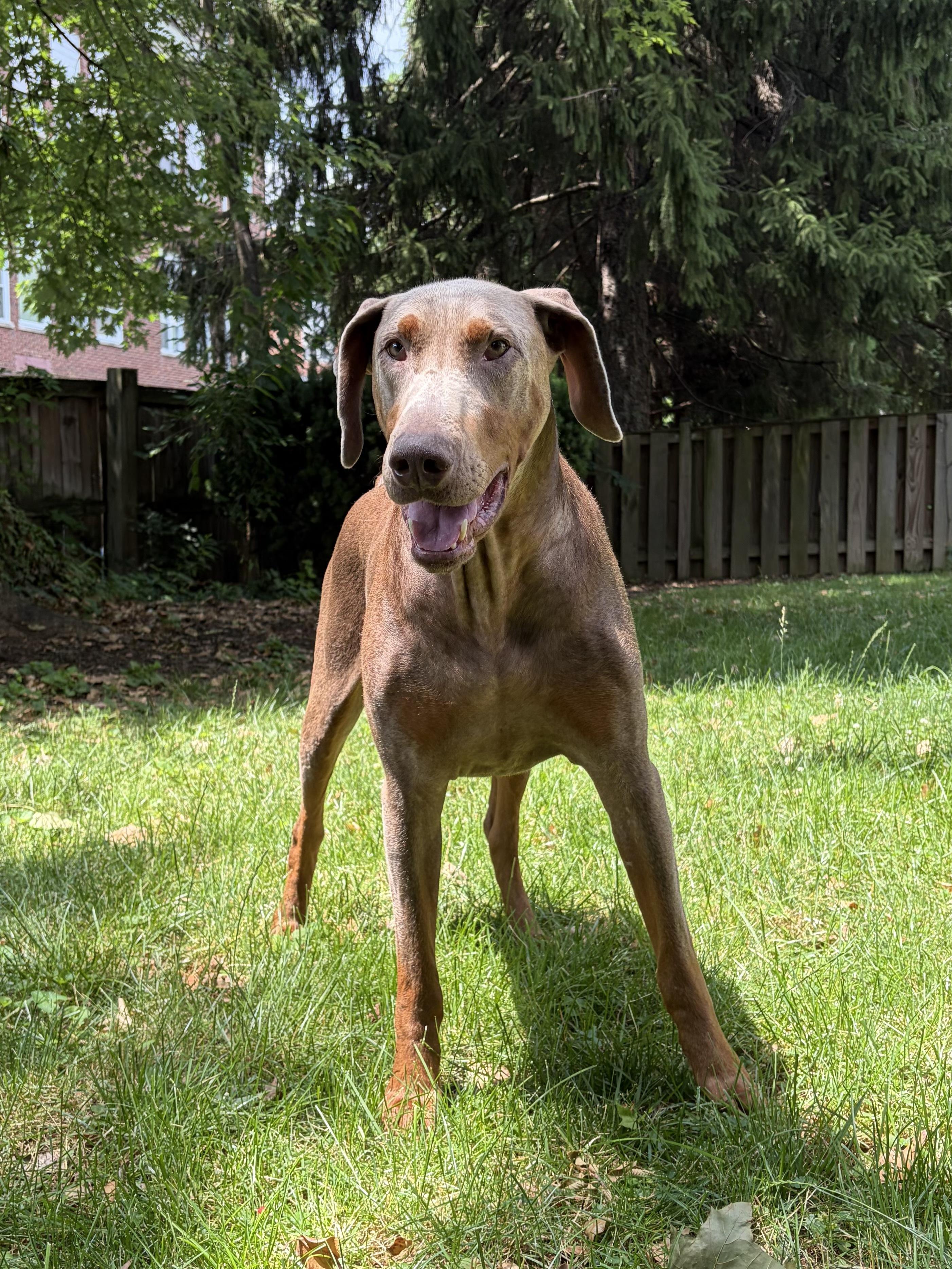 Enlarge Axel, a ADOPTABLE Doberman Pinscher in Silver Spring, MD image 2/6