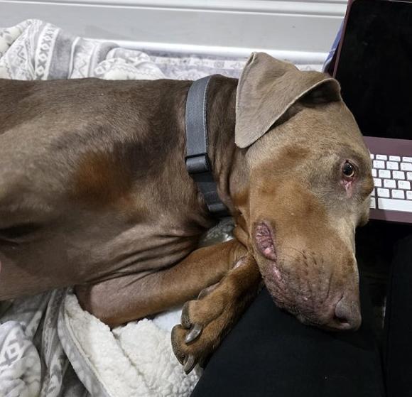 Enlarge Axel, a ADOPTABLE Doberman Pinscher in Silver Spring, MD image 4/6