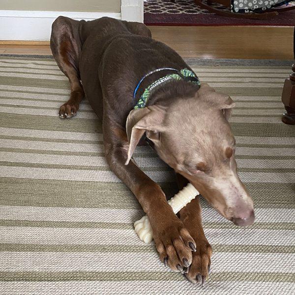 Enlarge Axel, a ADOPTABLE Doberman Pinscher in Silver Spring, MD image 3/6