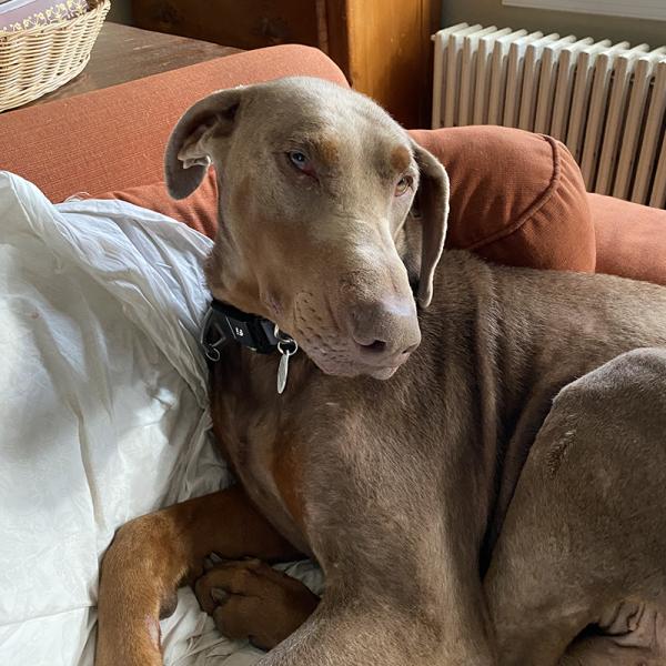 Enlarge Axel, a ADOPTABLE Doberman Pinscher in Silver Spring, MD image 1/6