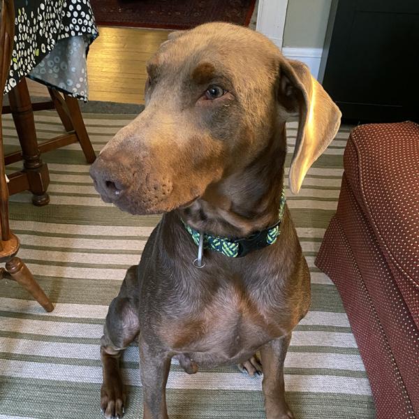 Enlarge Axel, a ADOPTABLE Doberman Pinscher in Silver Spring, MD image 5/6
