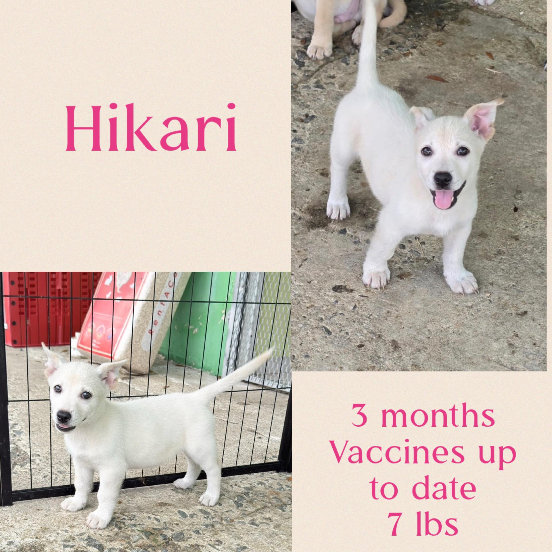Enlarge Hikari , an adopted mixed breed in Virginia Beach, VA image 3/4