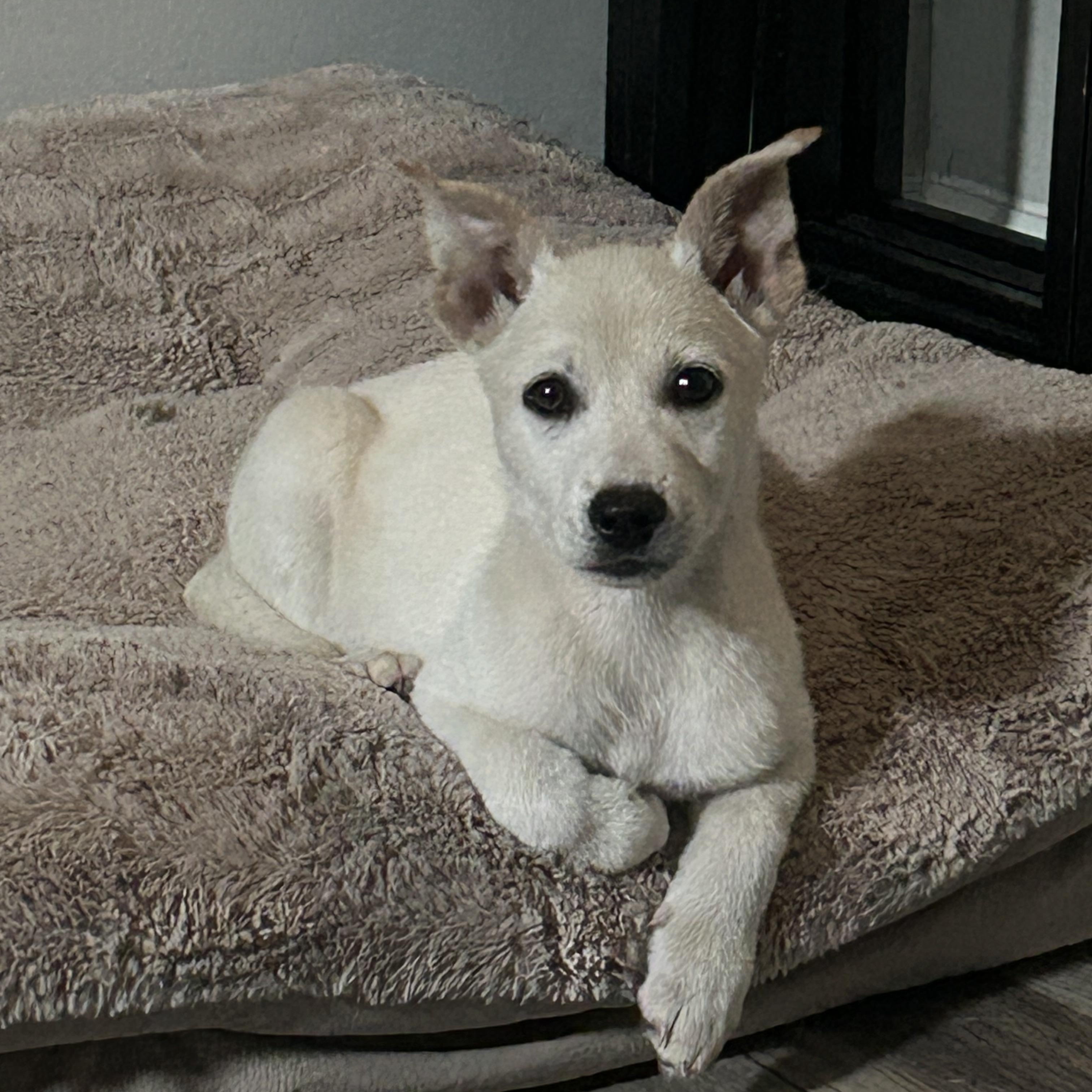 Hikari , adopted, Young Female Corgi.