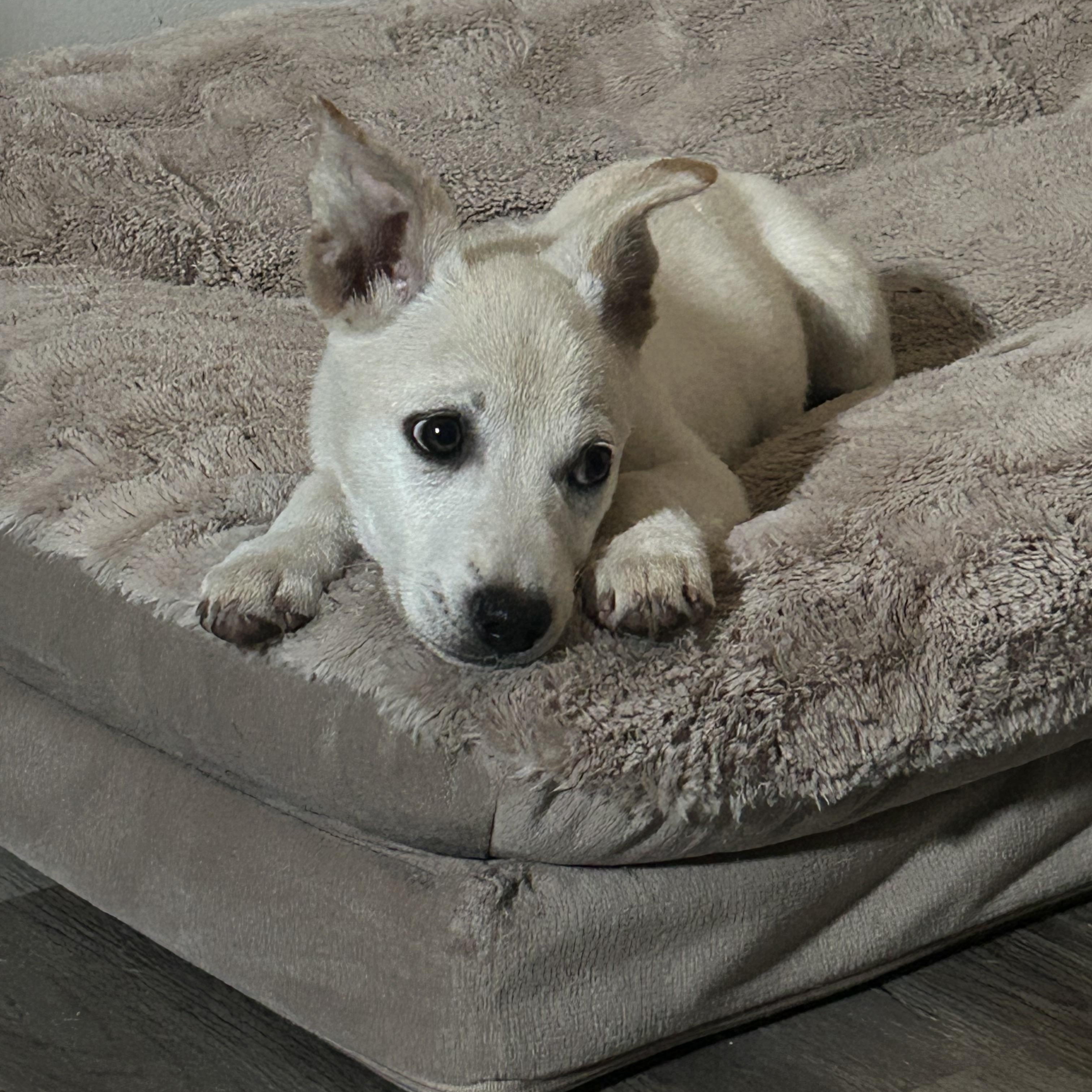 Enlarge Hikari , an adopted mixed breed in Virginia Beach, VA image 2/4