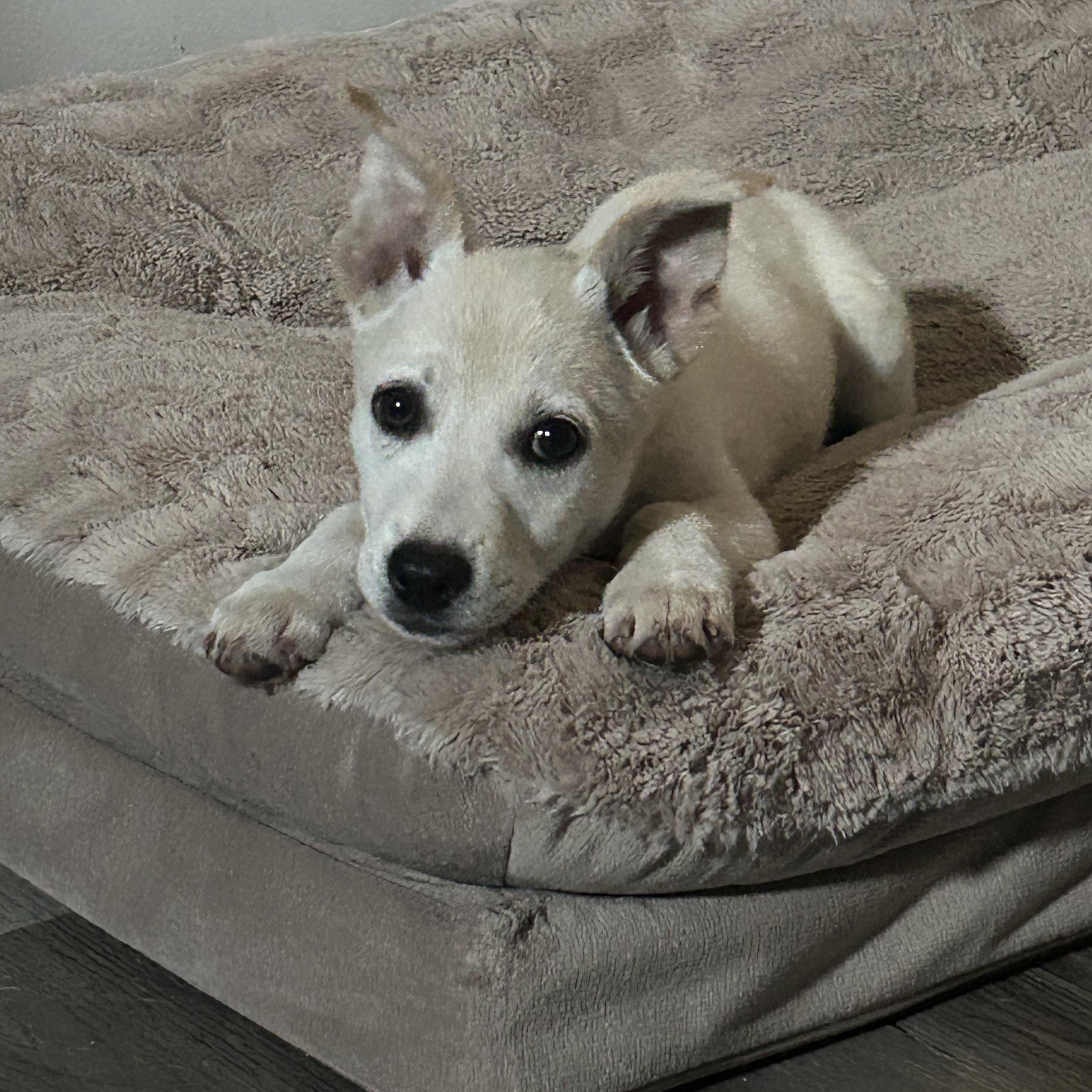 Enlarge Hikari , an adopted mixed breed in Virginia Beach, VA image 4/4