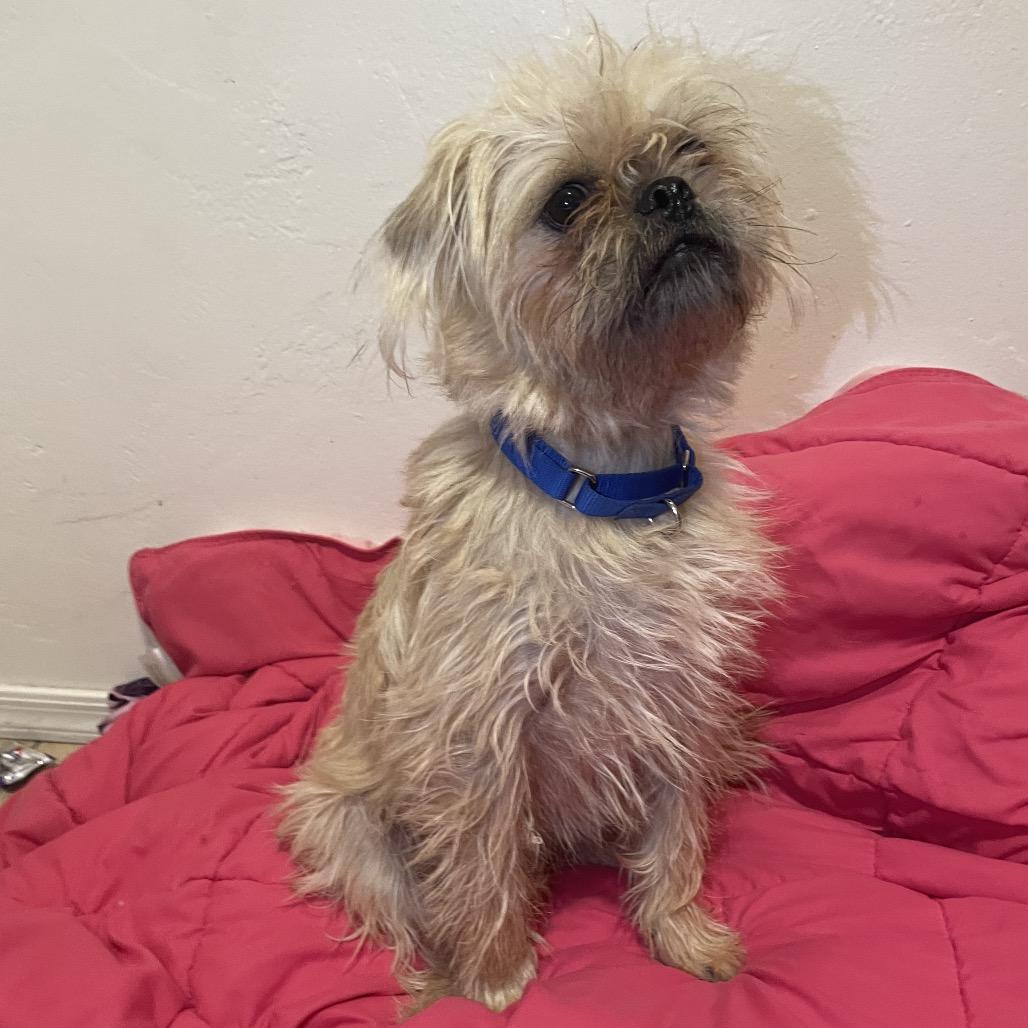 Tee, Adoptable, Young Male Brussels Griffon.