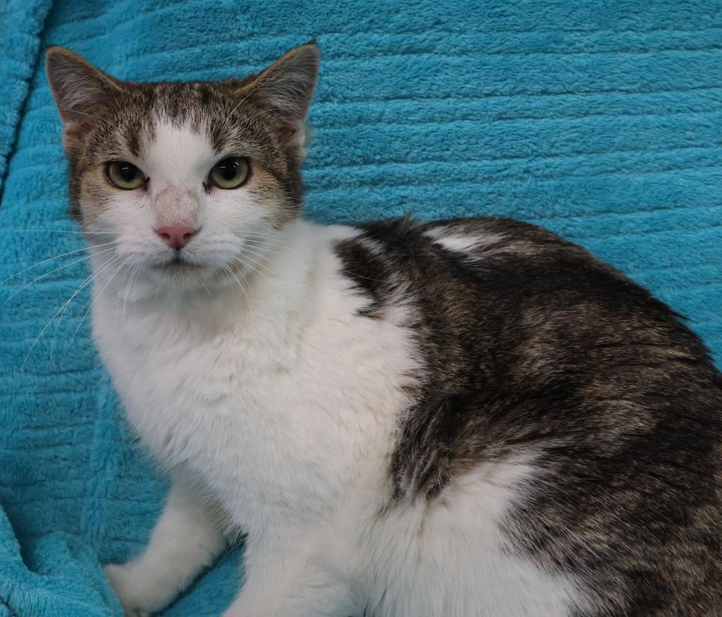 Enlarge Elva, a Adoptable Manx in Saint Paul, MN image 1/2