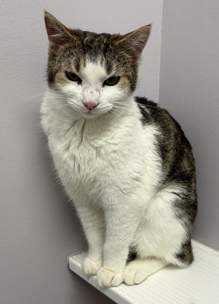 Enlarge Elva, a Adoptable Manx in Saint Paul, MN image 2/2