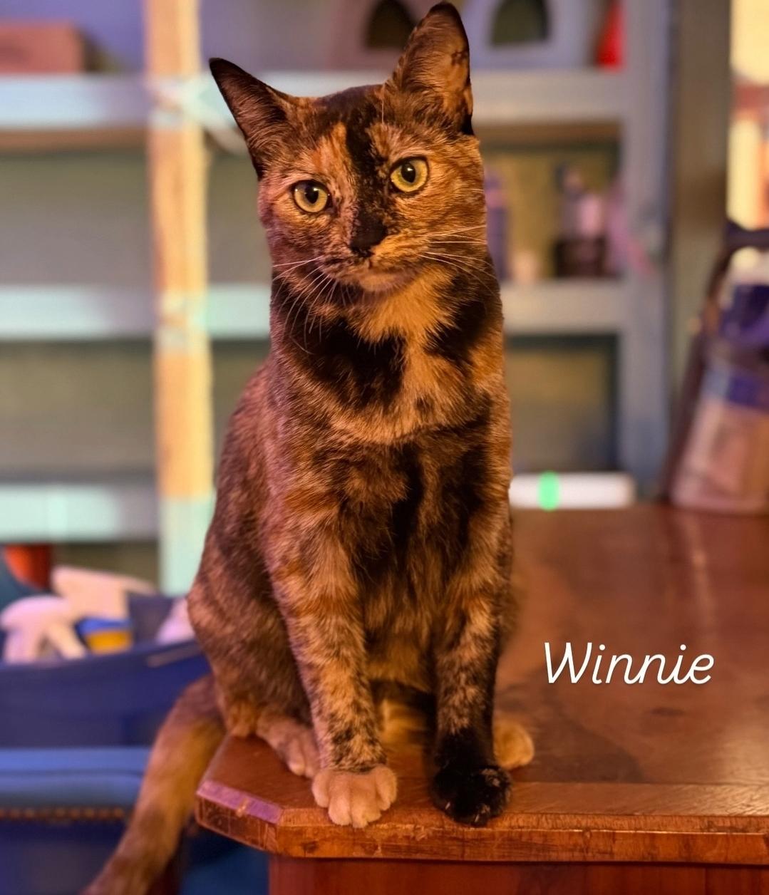 Enlarge Winny, a Adoptable Tortoiseshell in Whitewater, WI image 4/6