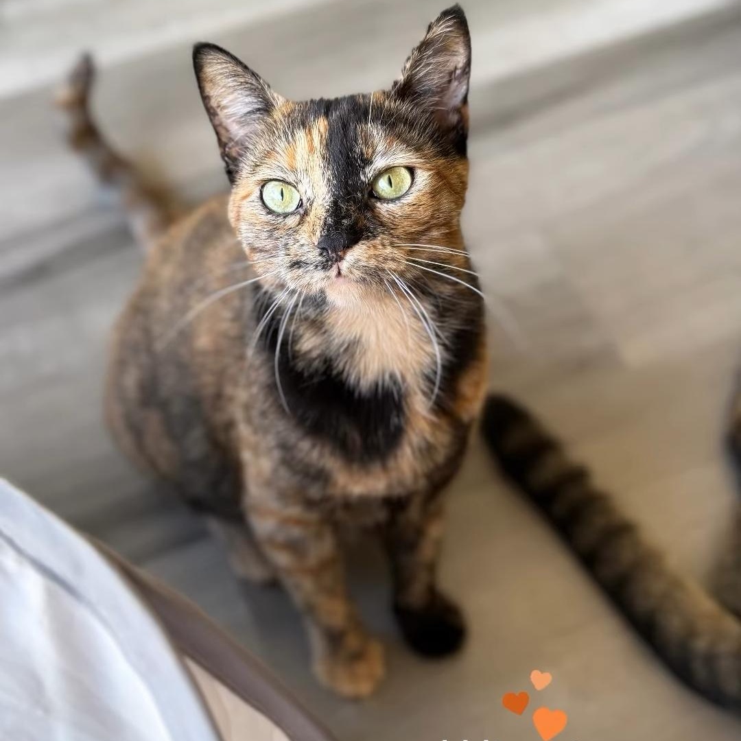 Winny, Adoptable, Young Female Tortoiseshell.