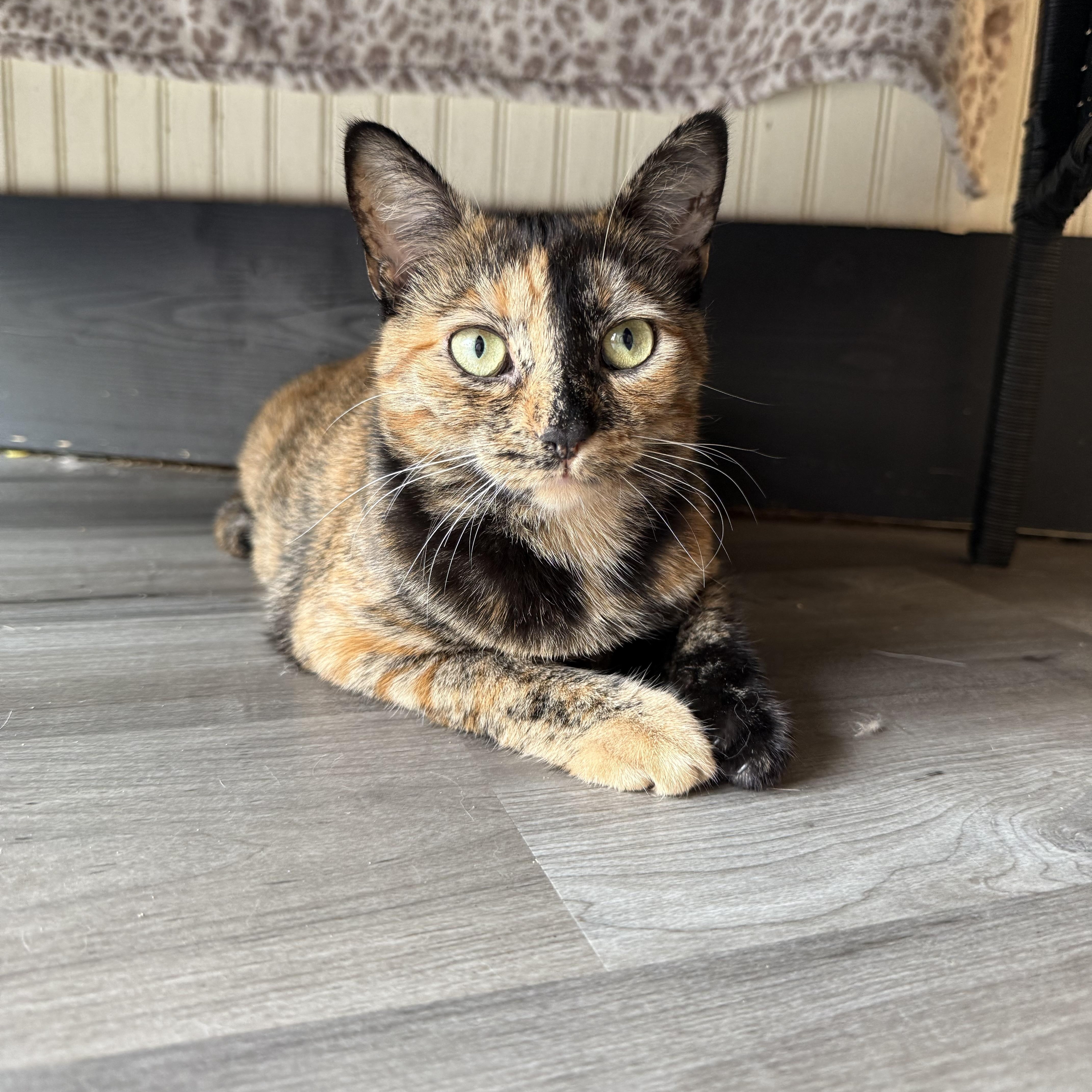 Enlarge Winny, a Adoptable Tortoiseshell in Whitewater, WI image 3/6