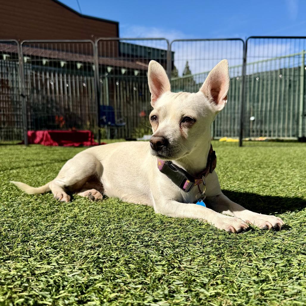 Enlarge Sierra, a Adoptable Chihuahua in Agoura Hills, CA image 1/6