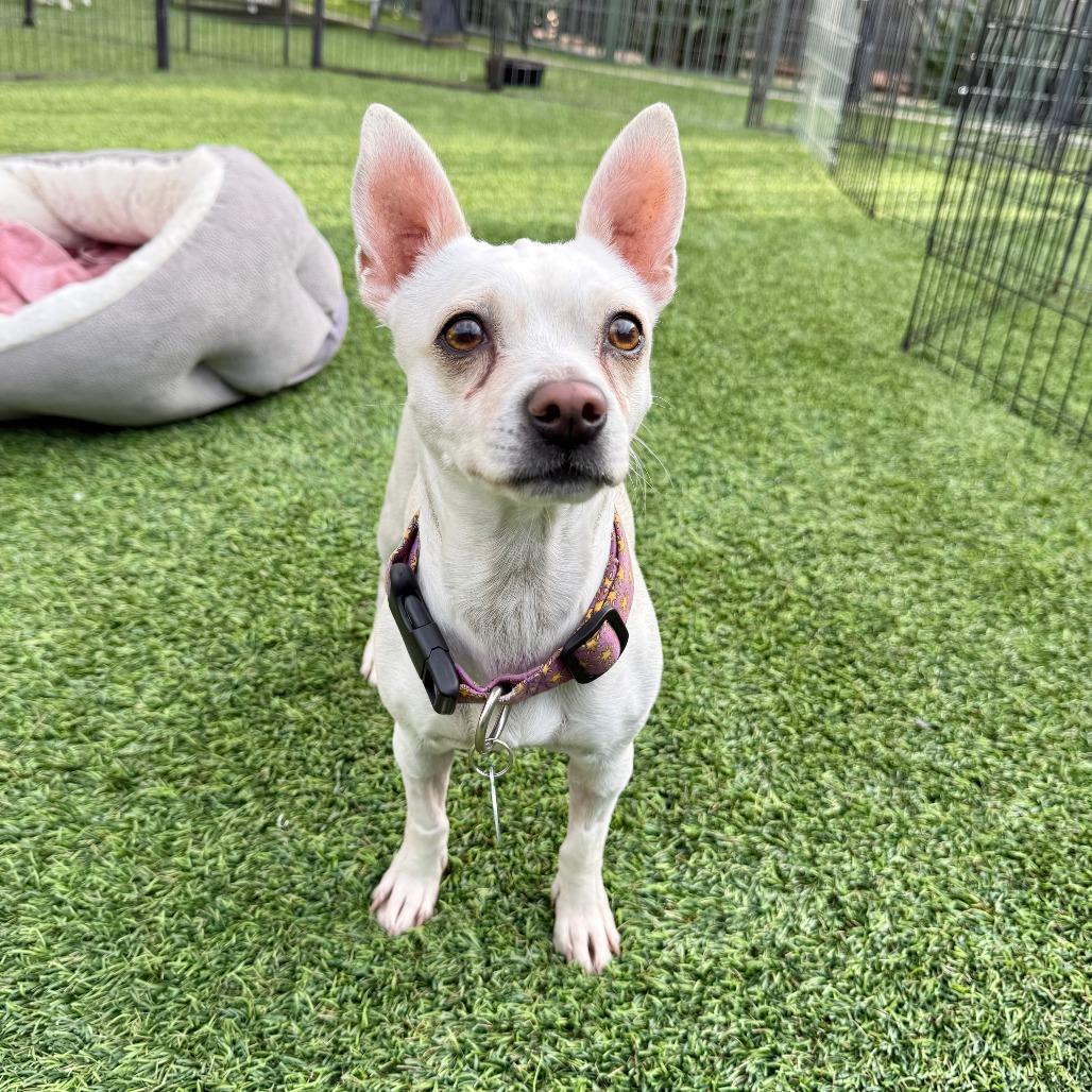 Enlarge Sierra, a Adoptable Chihuahua in Agoura Hills, CA image 2/6