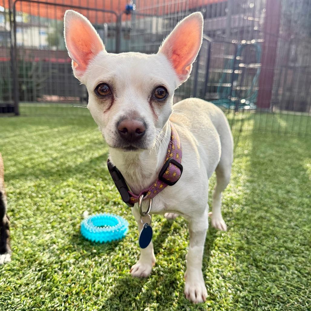 Enlarge Sierra, a Adoptable Chihuahua in Agoura Hills, CA image 4/6