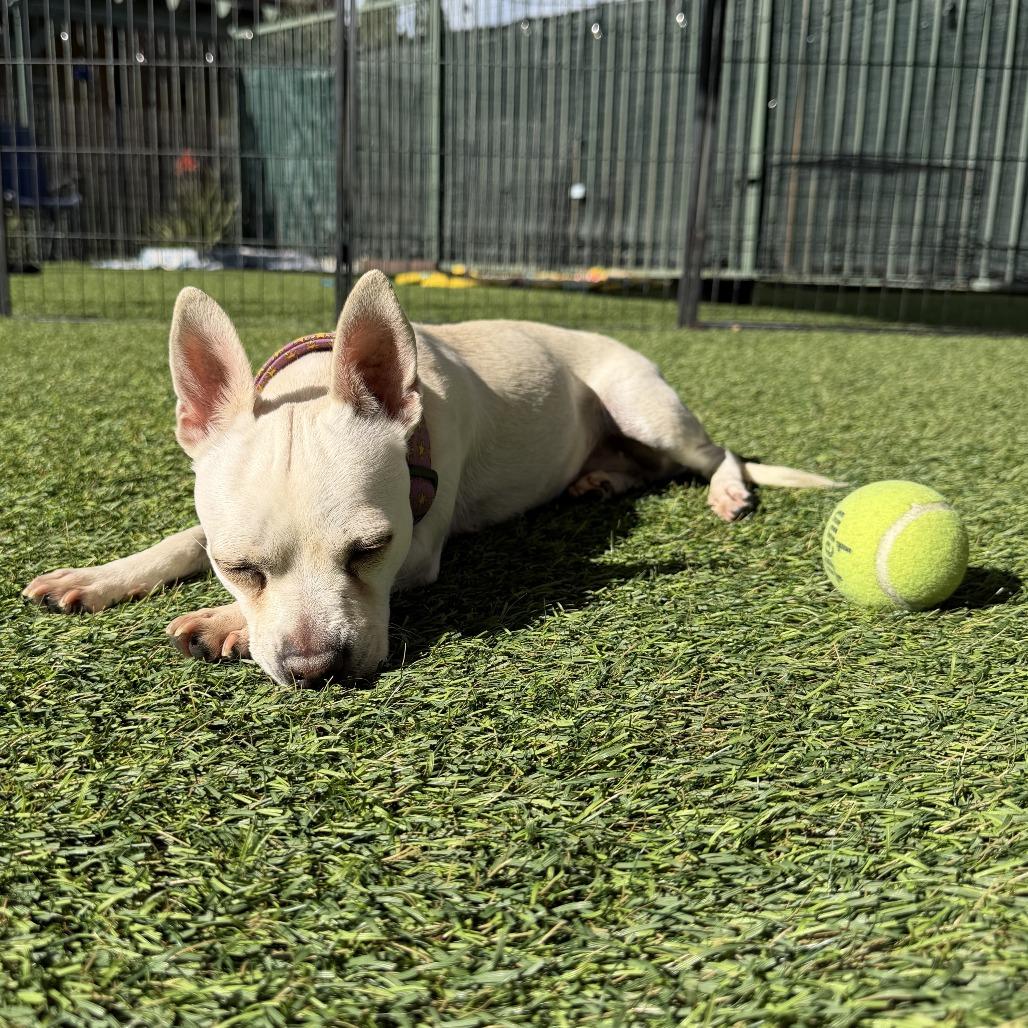 Enlarge Sierra, a Adoptable Chihuahua in Agoura Hills, CA image 5/6