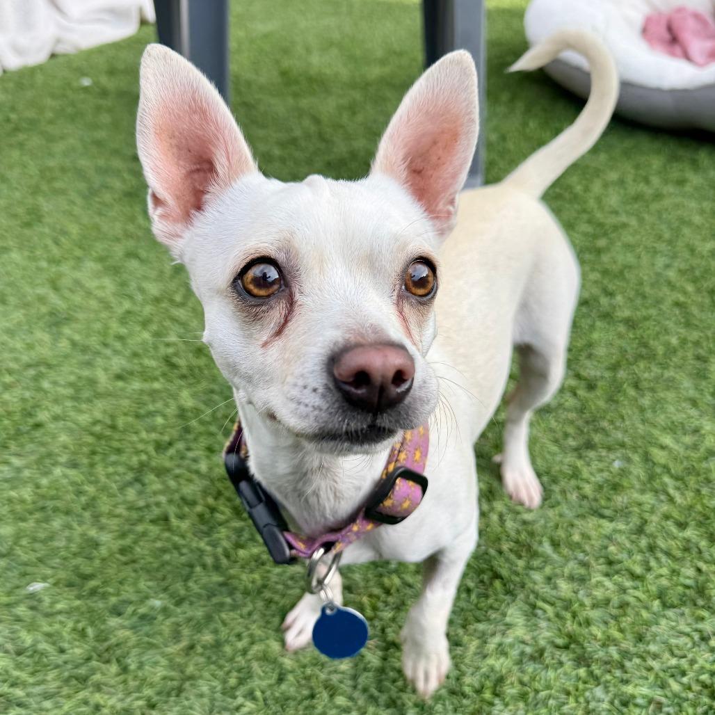 Enlarge Sierra, a Adoptable Chihuahua in Agoura Hills, CA image 6/6