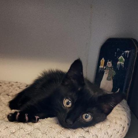 Moomba, Adoptable, Young Female Domestic Short Hair.