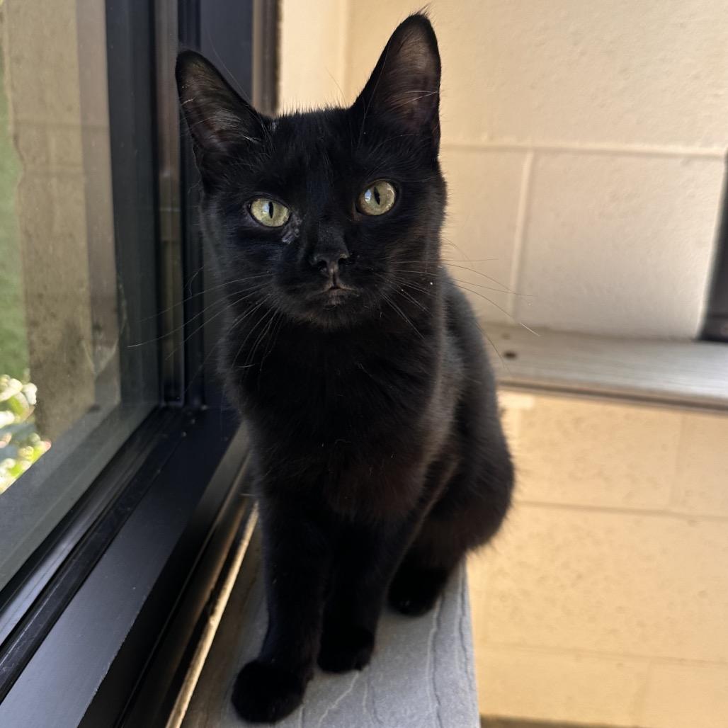 Enlarge Moomba, a Adoptable Domestic Short Hair in Rocky Mount, VA image 2/3