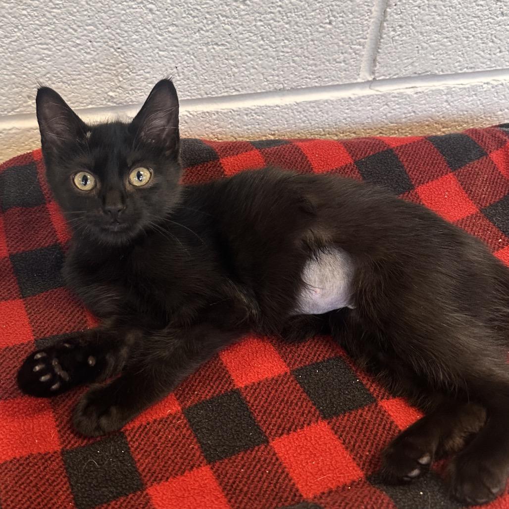 Enlarge Moomba, a Adoptable Domestic Short Hair in Rocky Mount, VA image 3/3