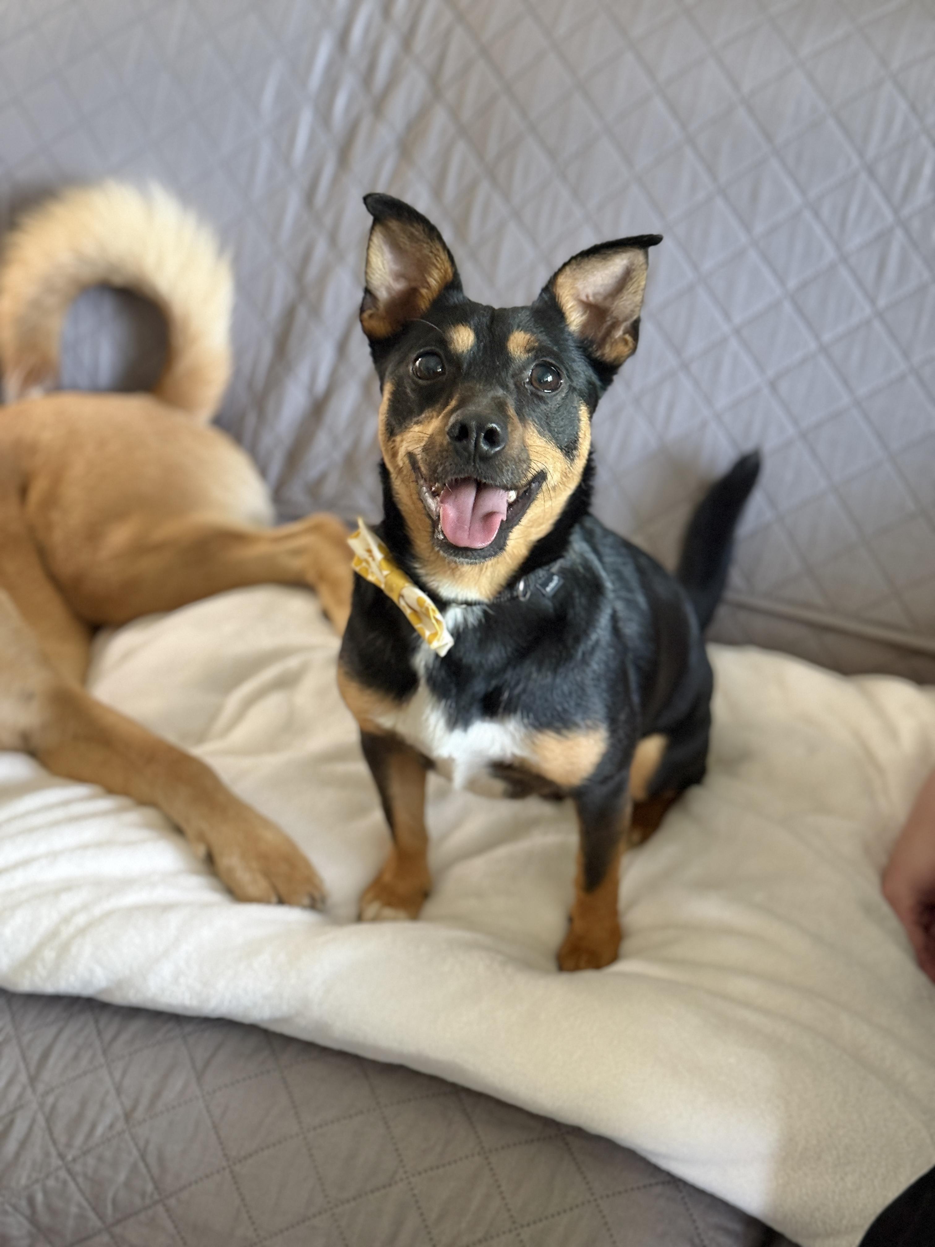 Geo, Adult Male Miniature Pinscher