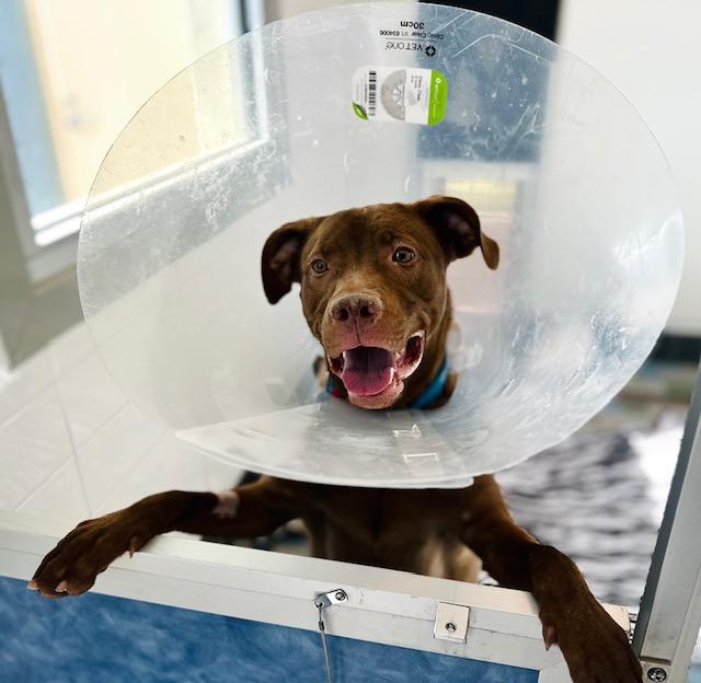 Enlarge ZOOMBINI, a Adoptable mixed breed in Loveland, CO image 1/1