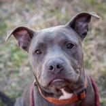 Engine, adopted, Young Male Staffordshire Bull Terrier.