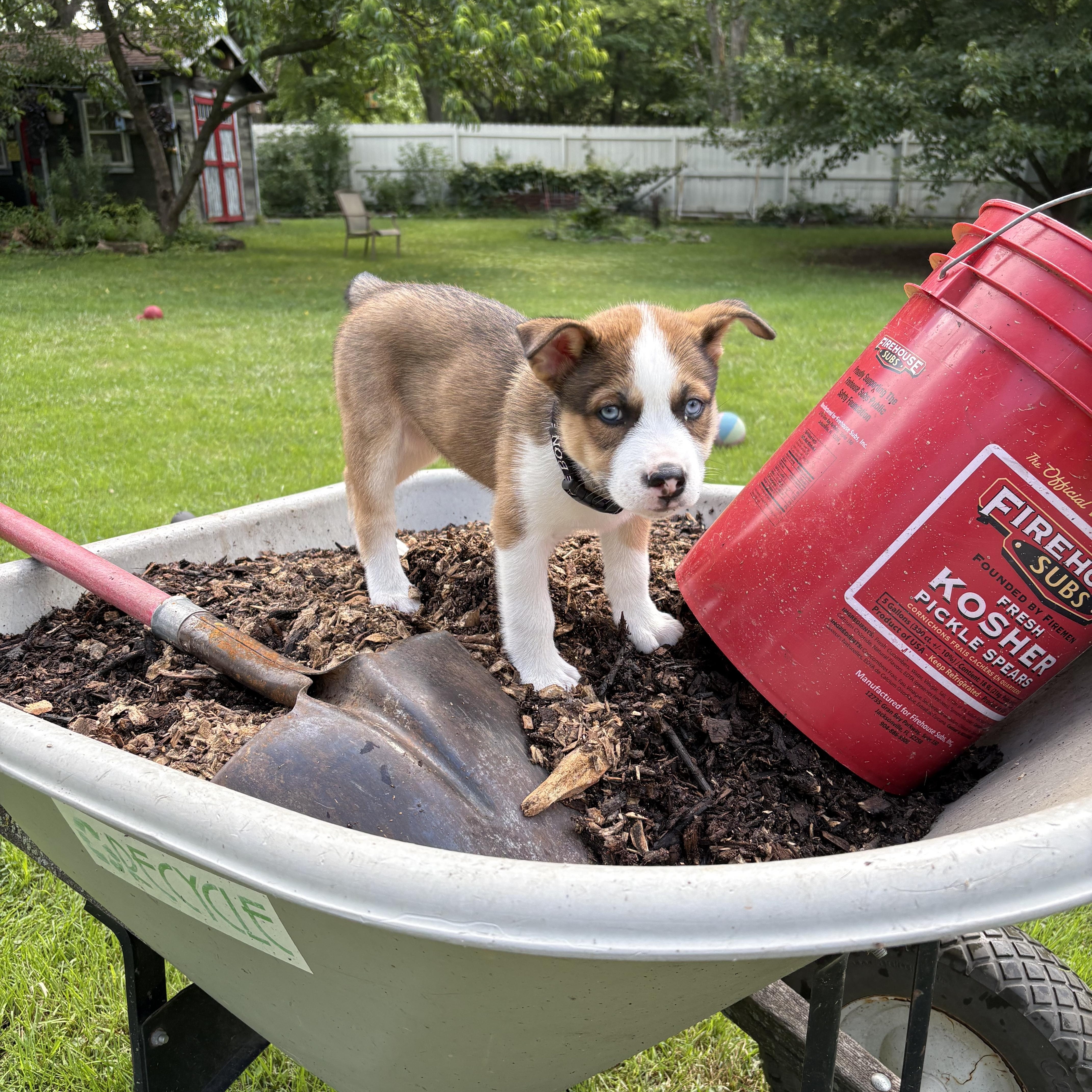 Underdog Litter