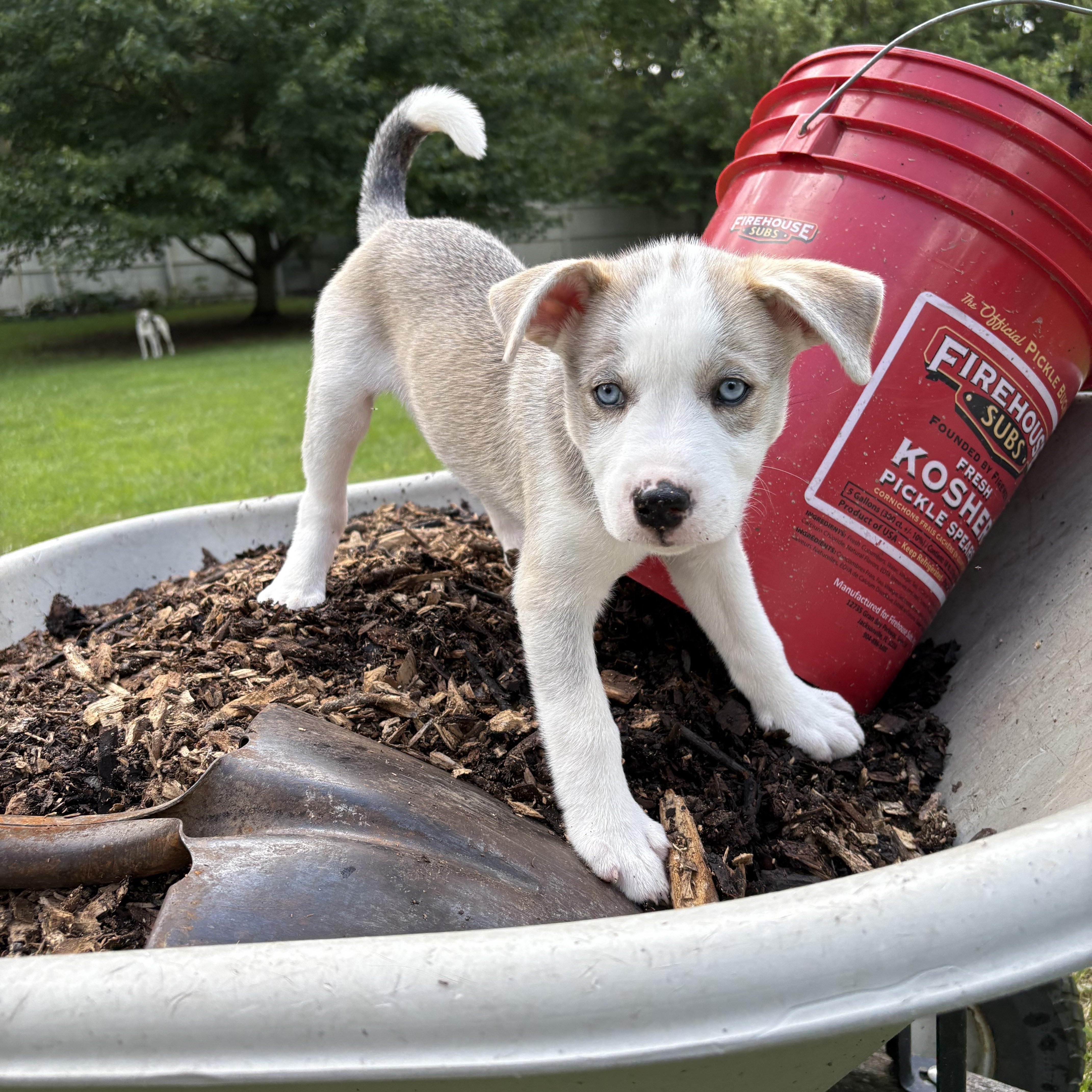 Underdog Litter photo 5