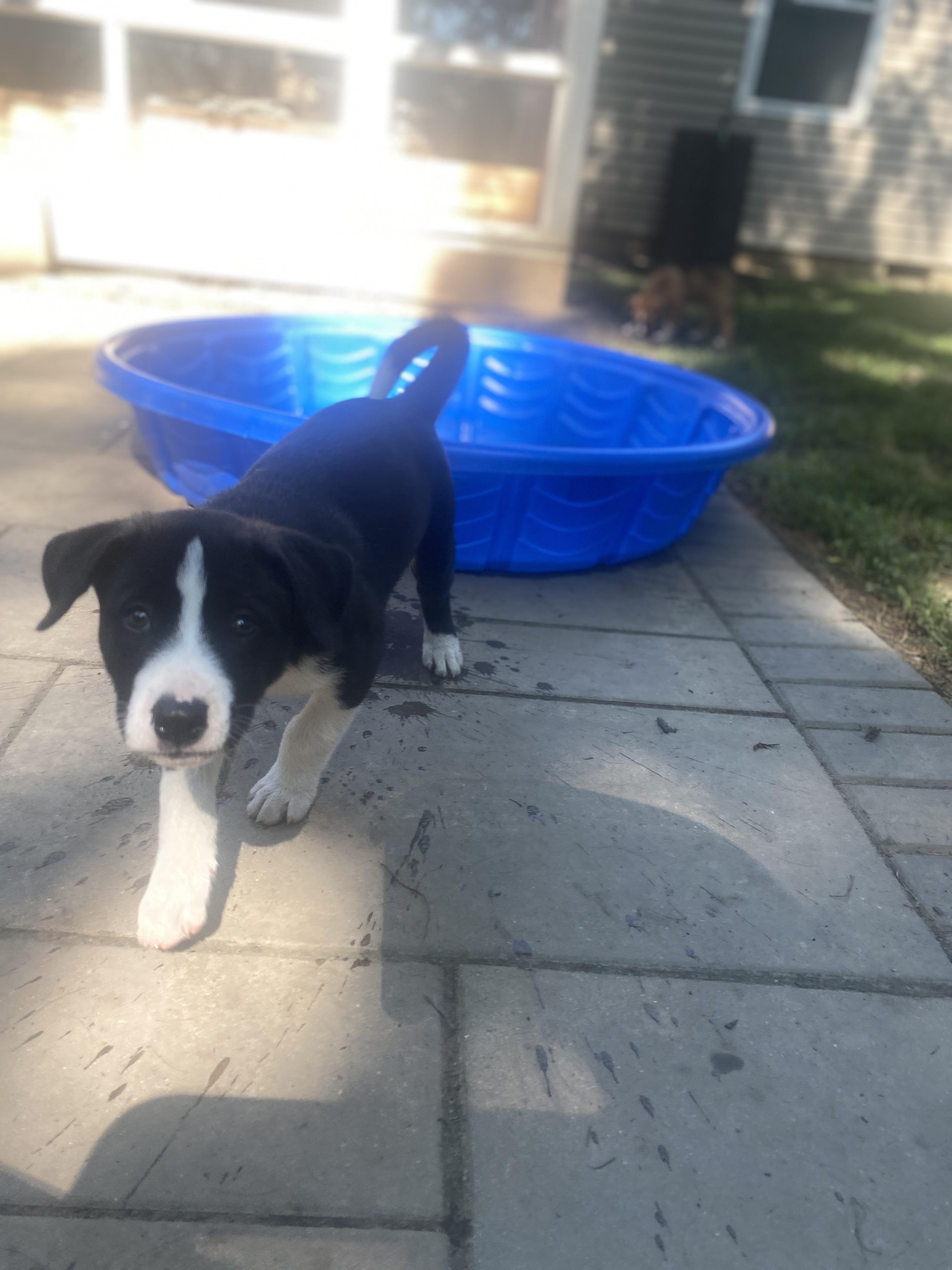Underdog Litter photo 3