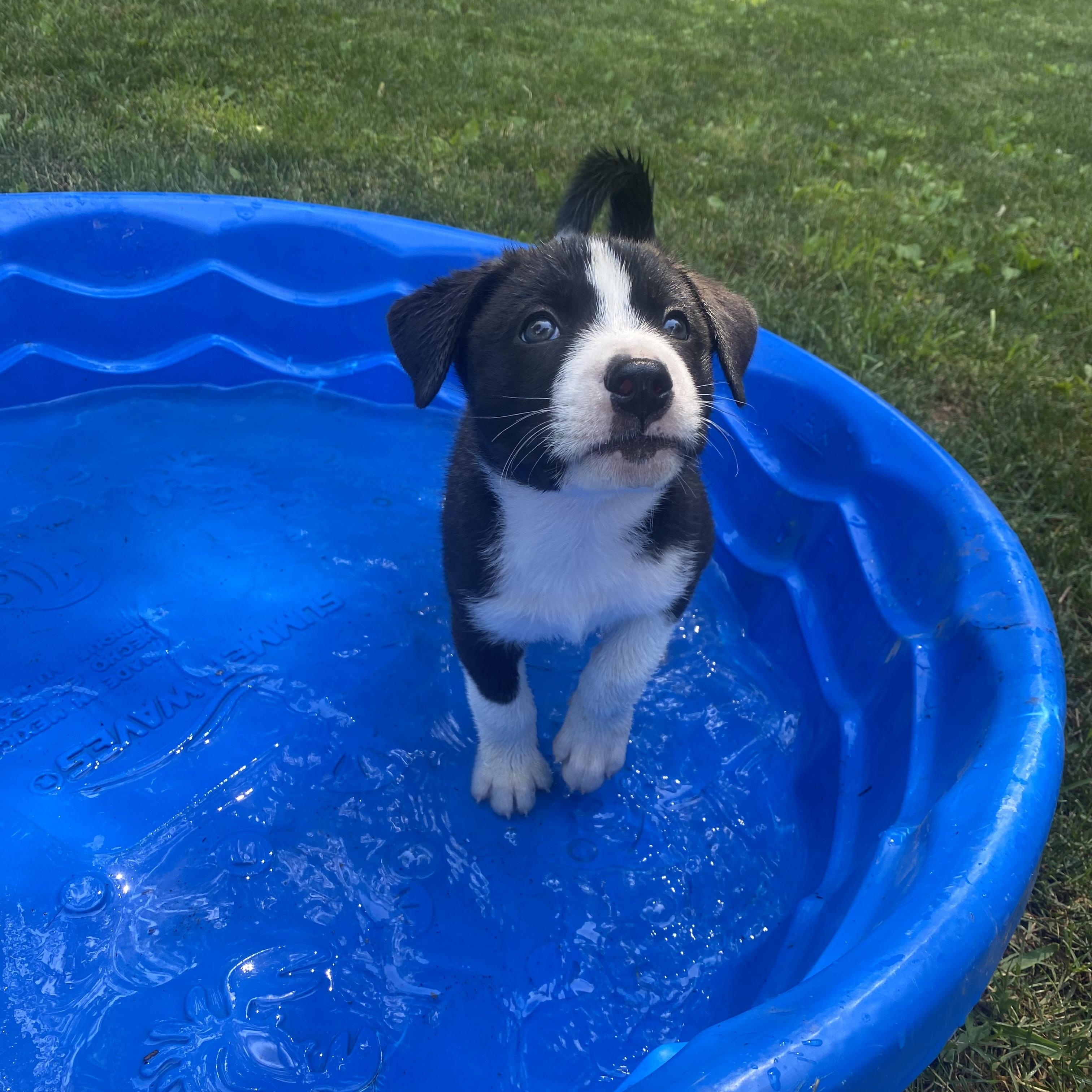 Underdog Litter photo 2