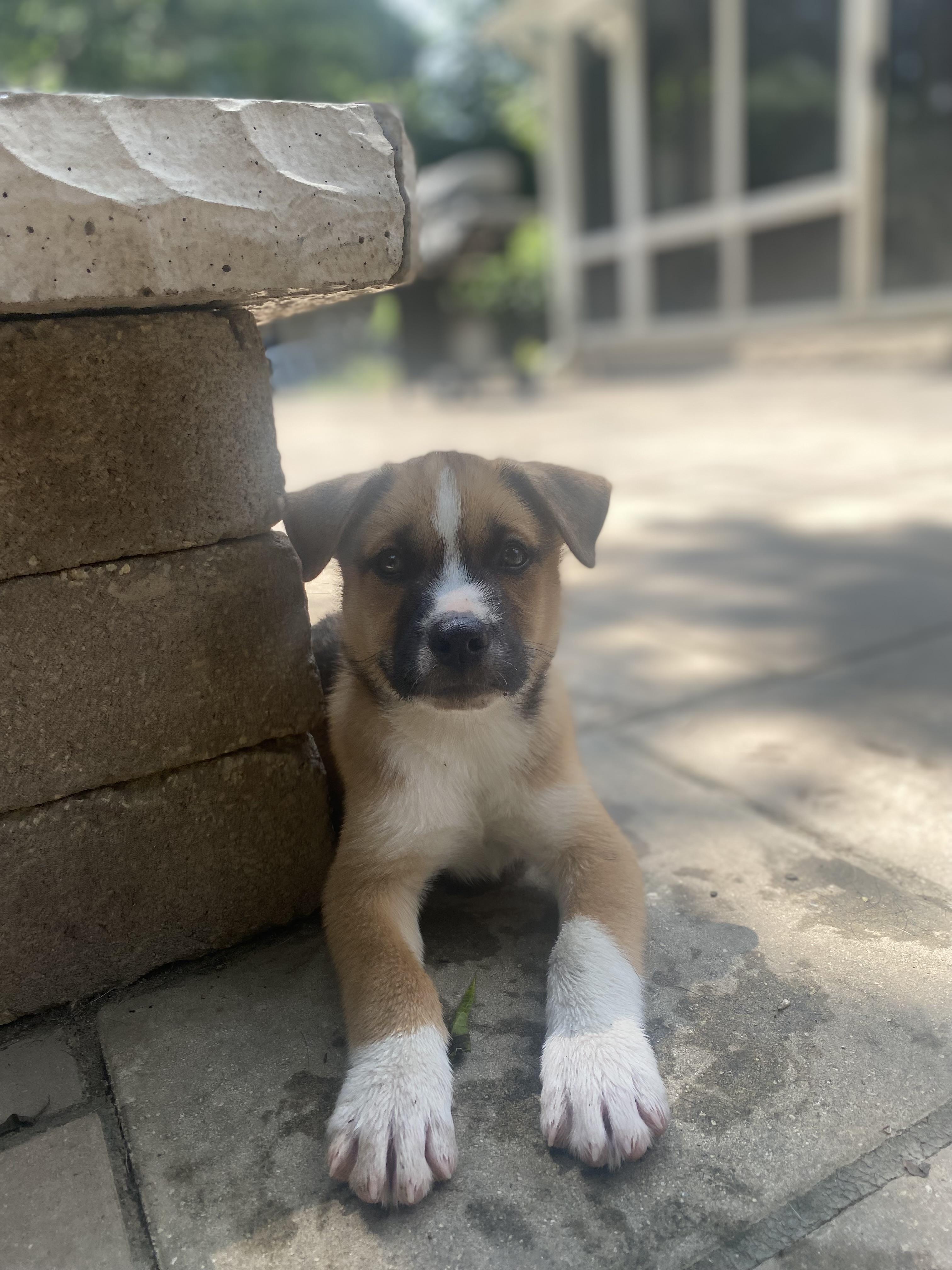 Underdog Litter photo 4