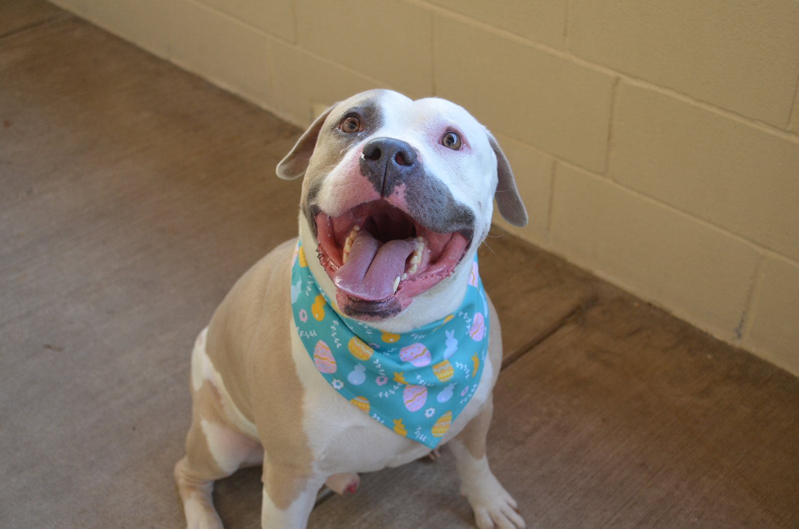 Eggbert, Adoptable, Adult Male Mixed Breed.