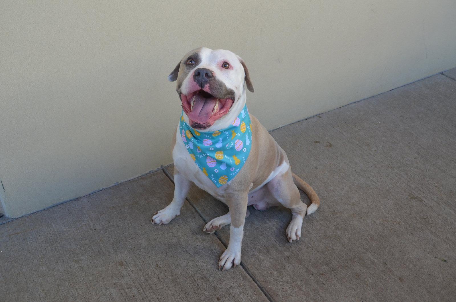 Eggbert, a Adoptable Mixed Breed in McKinney, TX image 2/3